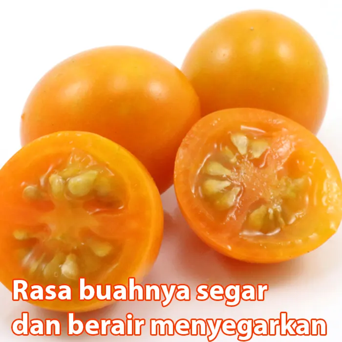 Orange Tomato Cherry5