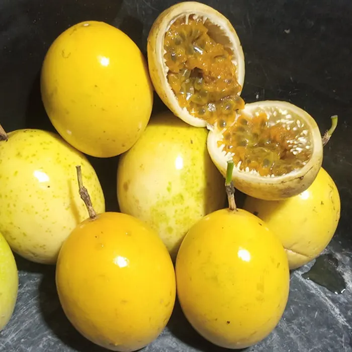 markisa kuning5