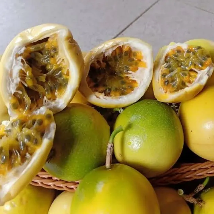 markisa kuning6