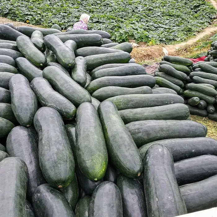 Melon hitam4
