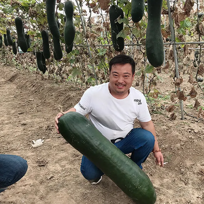 Melon hitam6