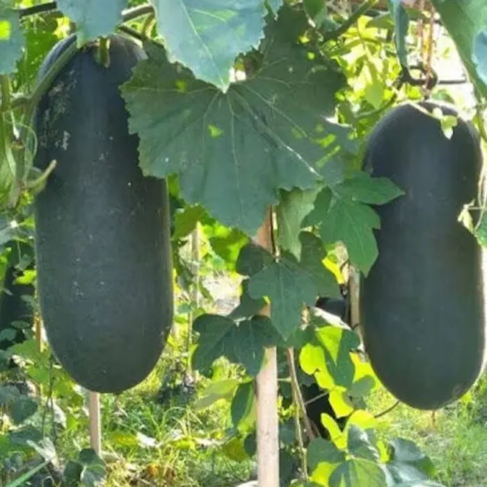 Melon hitam7