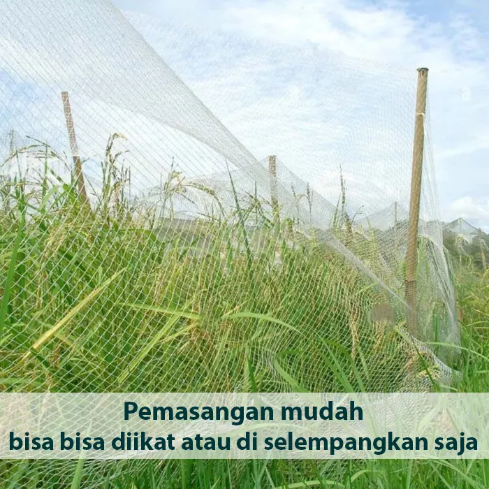 burung3
