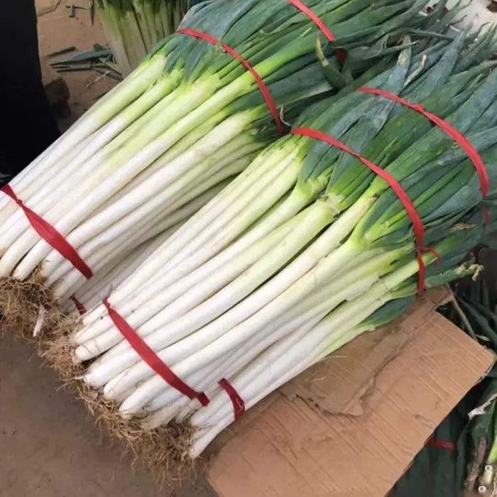 daun bawang10