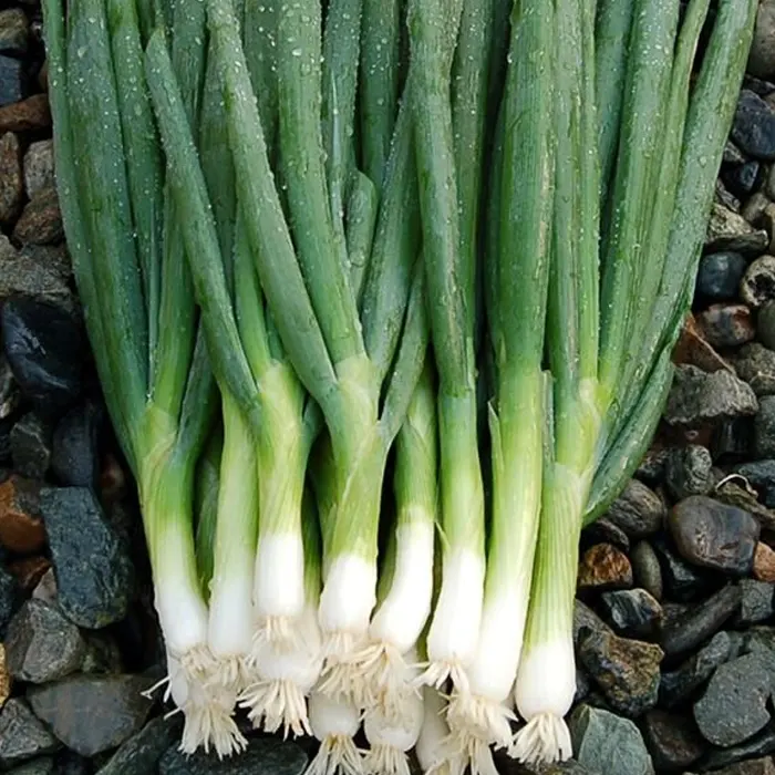 daun bawang3