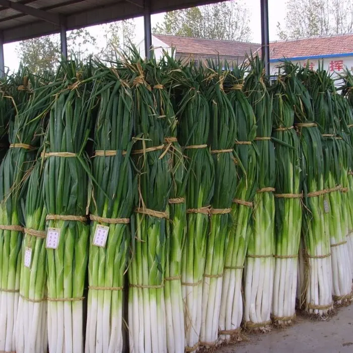 daun bawang4