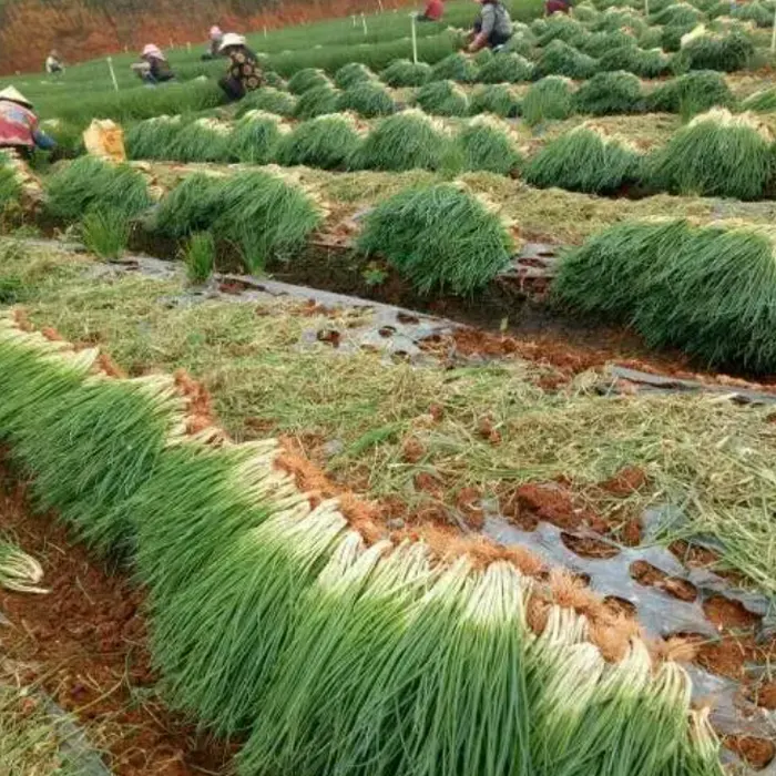 daun bawang5