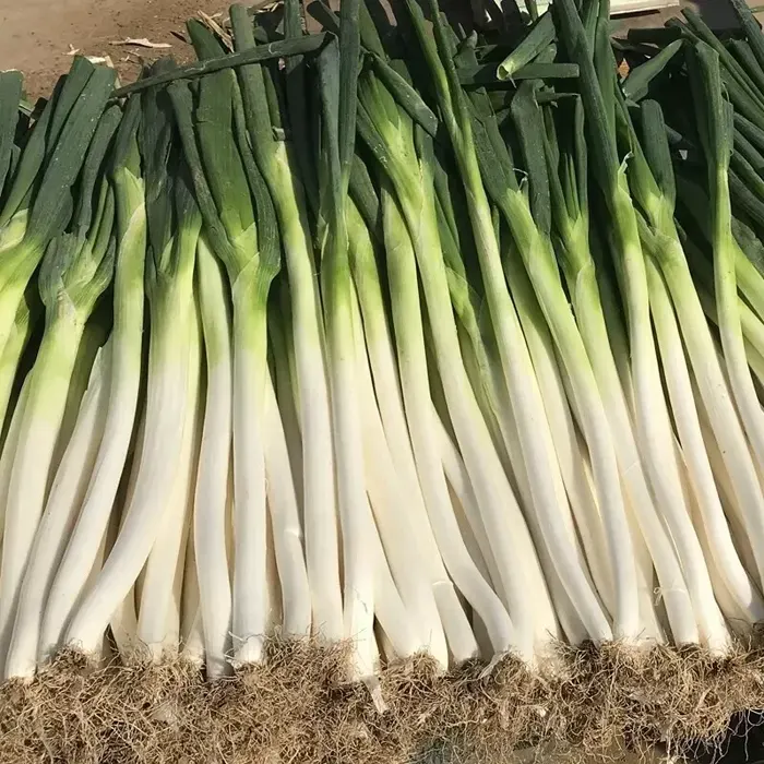 daun bawang8
