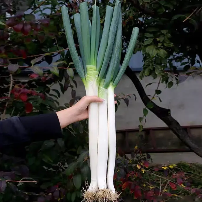 daun bawang9