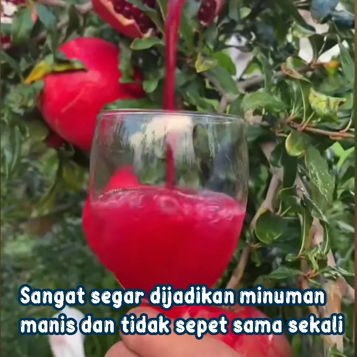 delima.webp