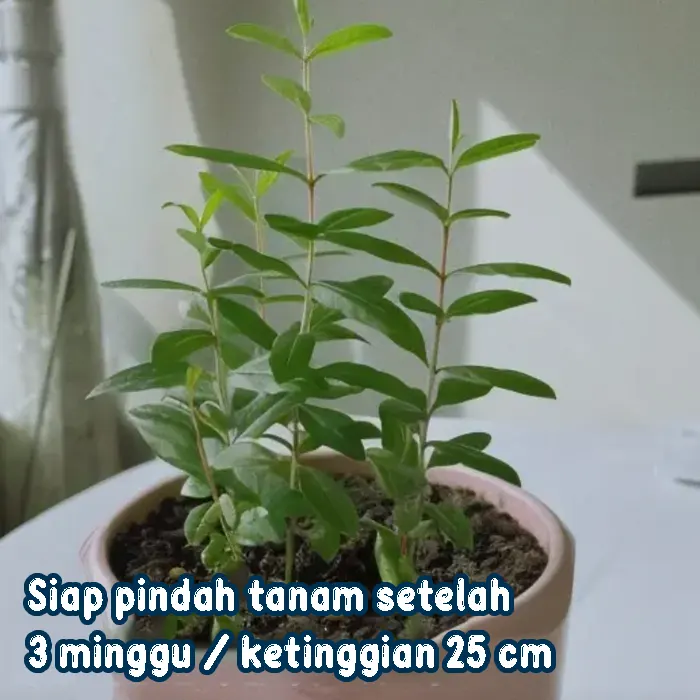 delima3.webp