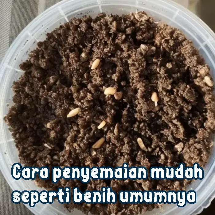 delima5.webp