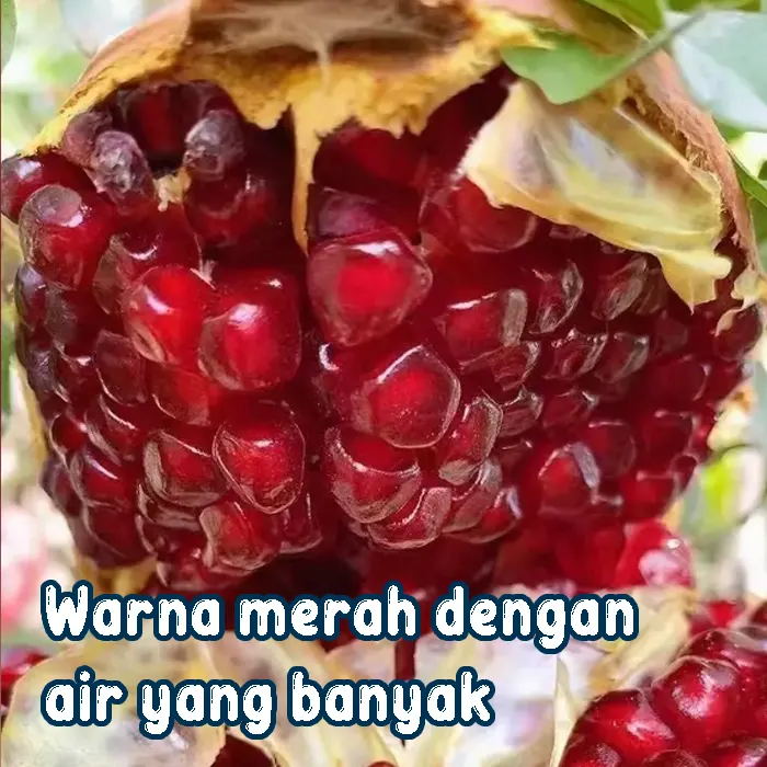 delima6.webp