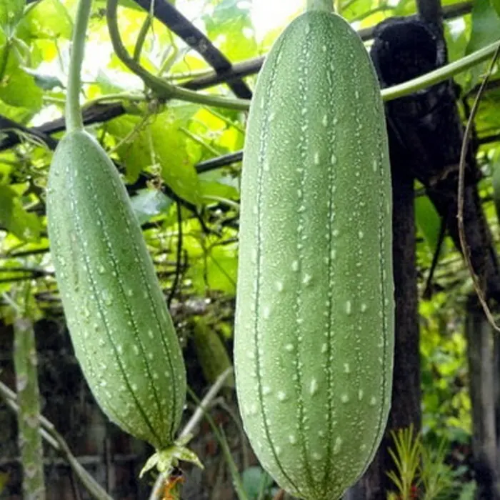 labu belustru4