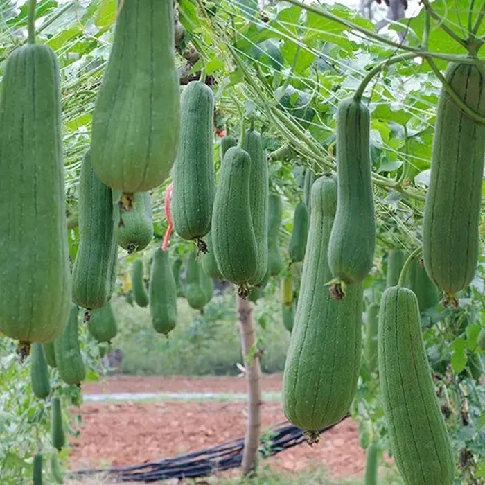 labu belustru6