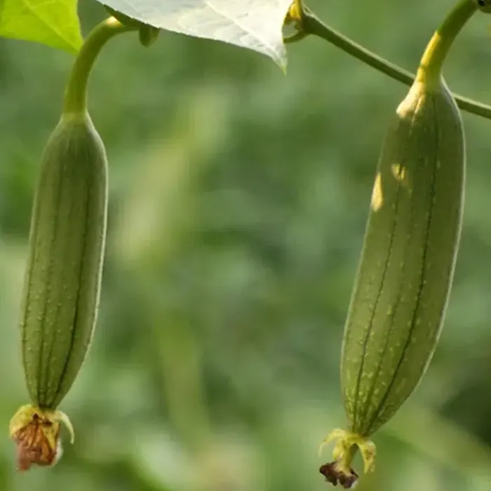 labu belustru7