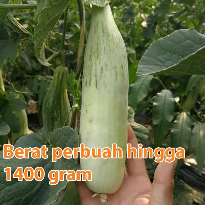 melon croissant7