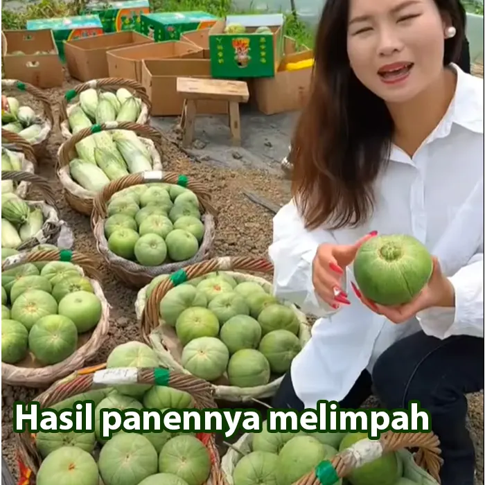 melon susu2