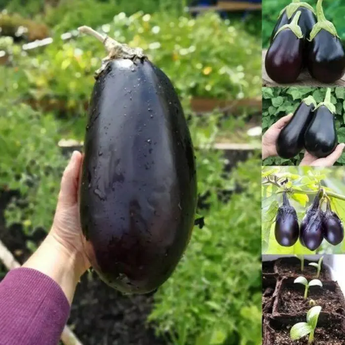 terong hitam jepang6