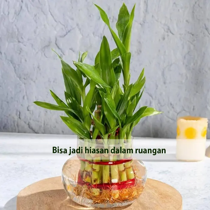 zen lucky bamboo