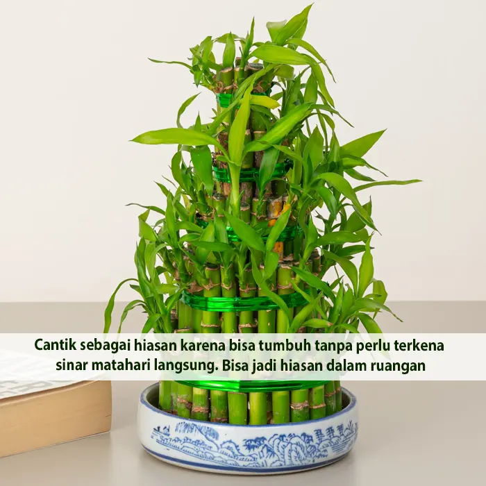 zen lucky bamboo5