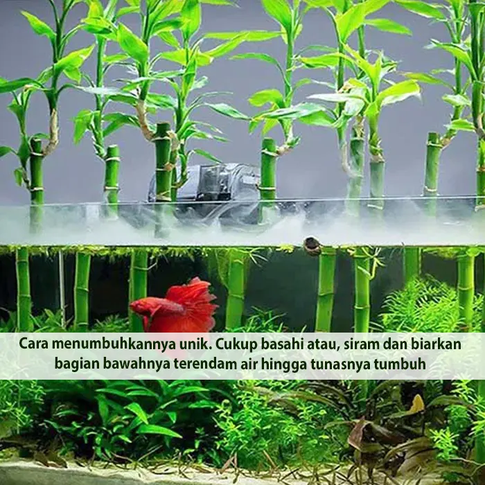 zen lucky bamboo6