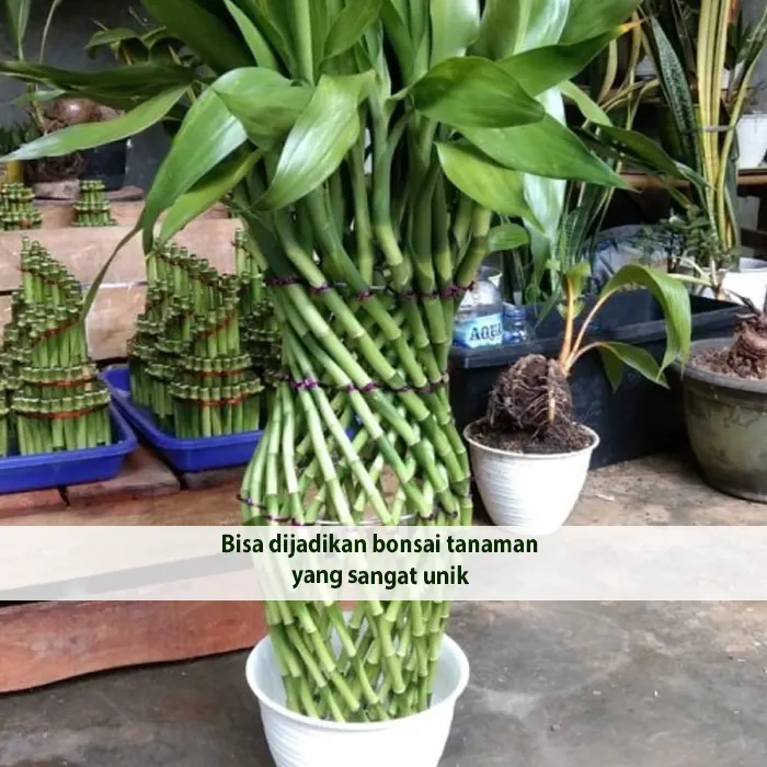 zen lucky bamboo7