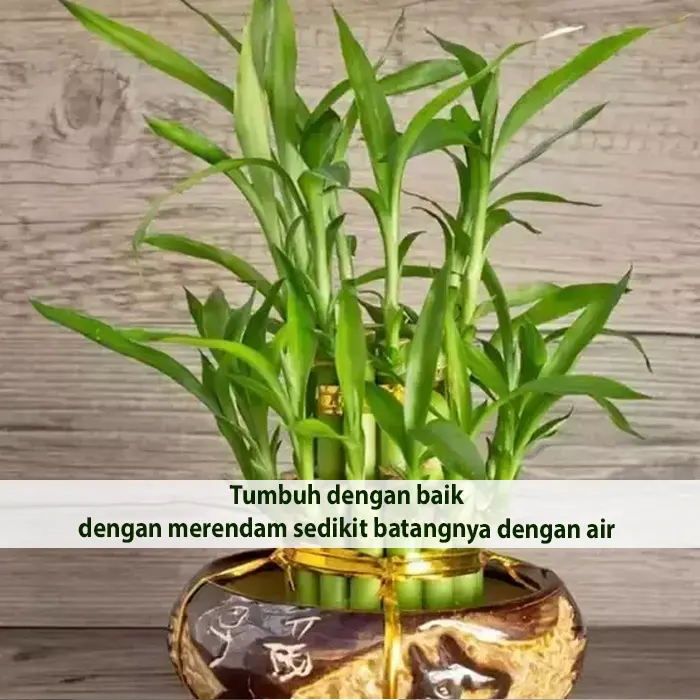 zen lucky bamboo8
