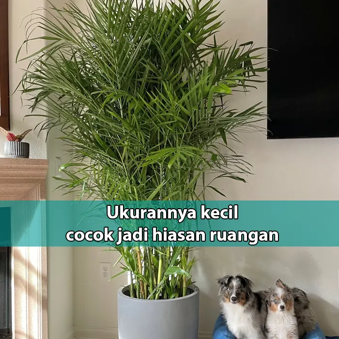 Bambu kelapa hias mini4