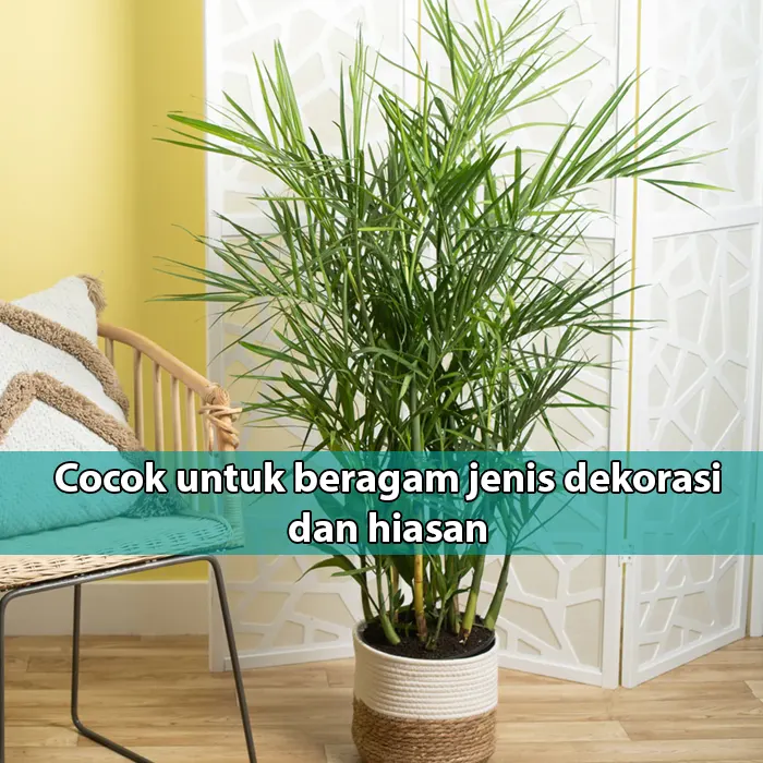 Bambu kelapa hias mini7