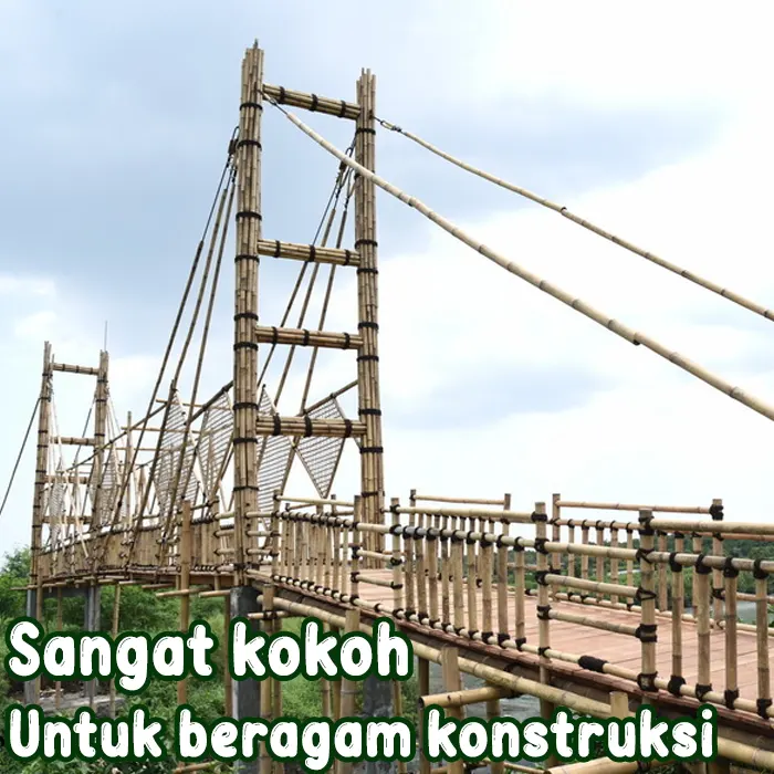 bambu.webp