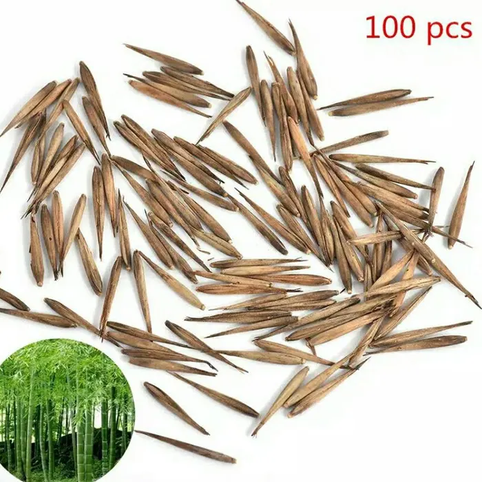 bambu11.webp