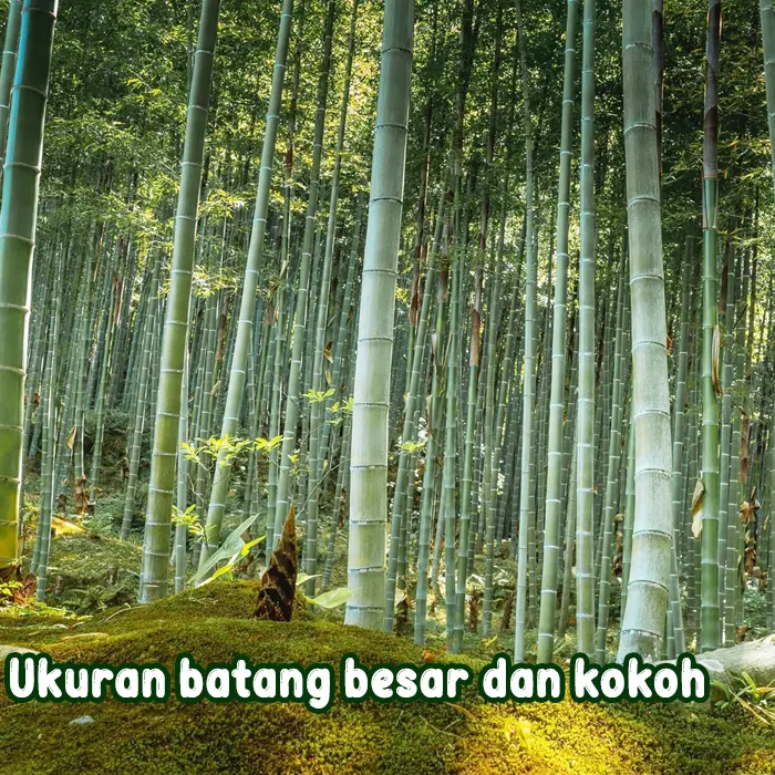 bambu12.webp