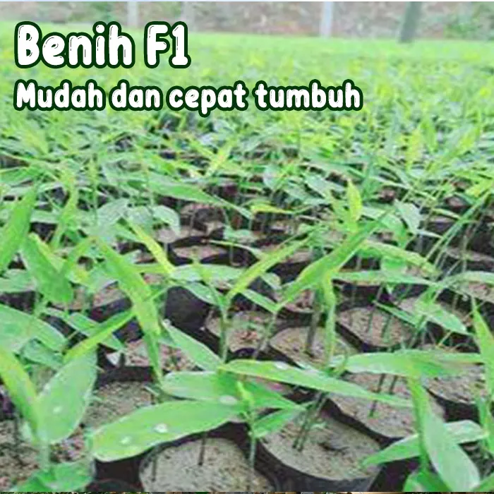 bambu2.webp