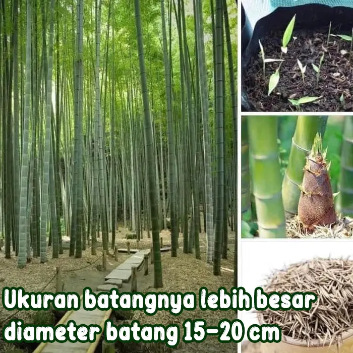 bambu6.webp