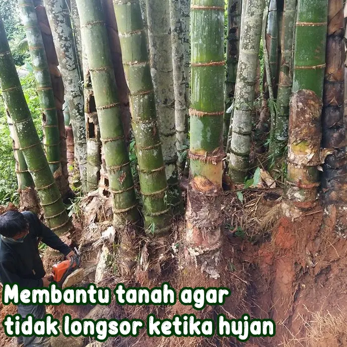 bambu7.webp