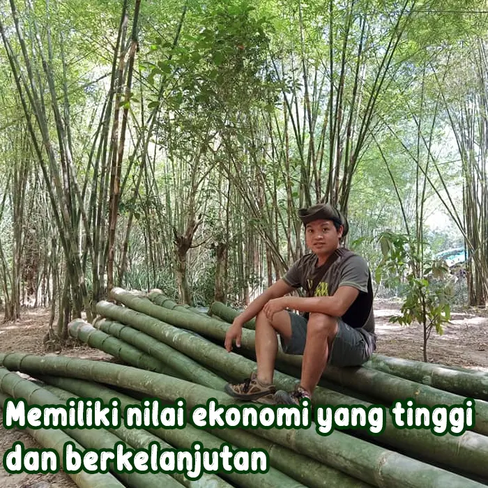 bambu8.webp