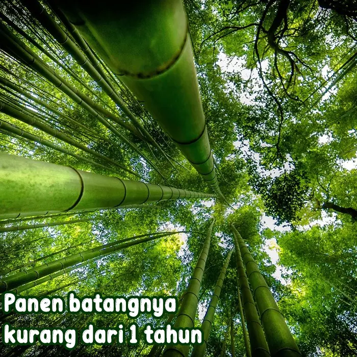 bambu9.webp