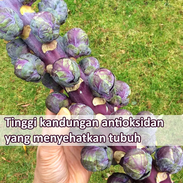 brusel ungu