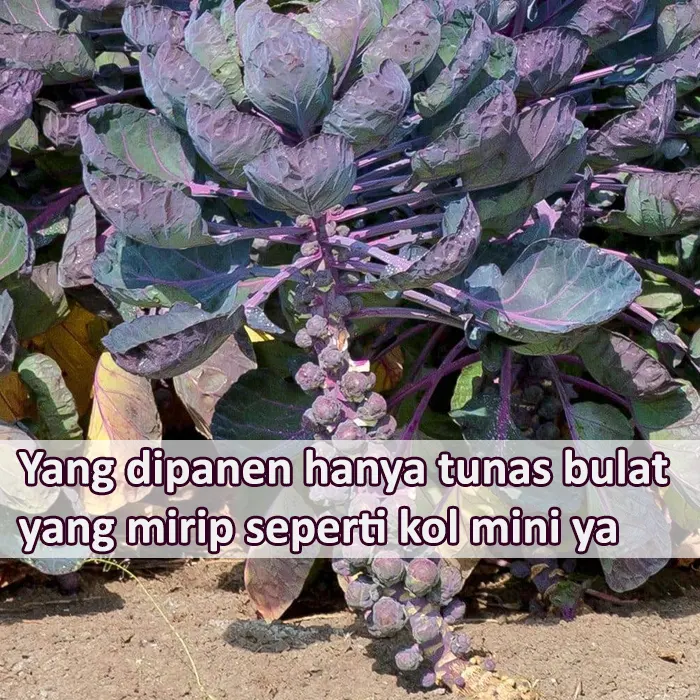 brusel ungu10