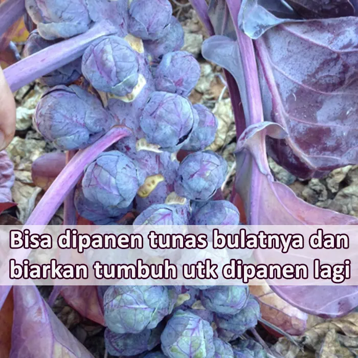 brusel ungu2