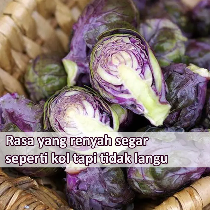 brusel ungu3