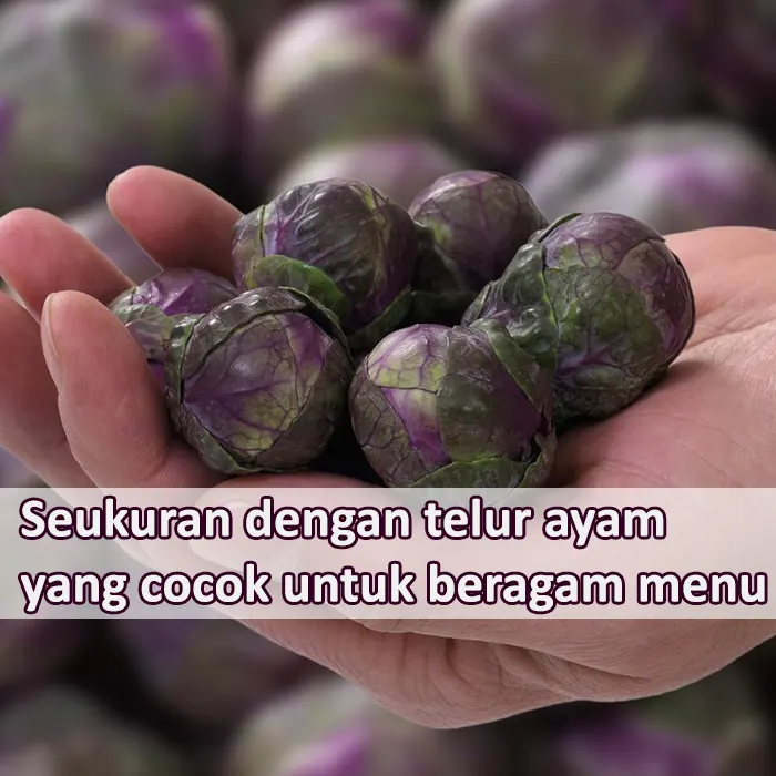 brusel ungu5