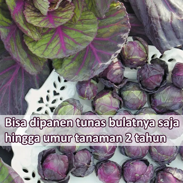 brusel ungu6
