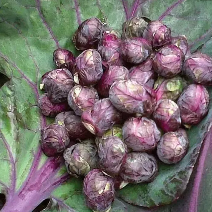 brusel ungu7
