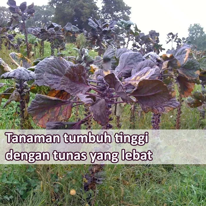 brusel ungu8