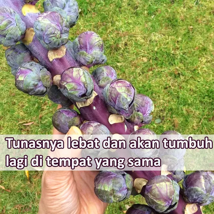 brusel ungu9
