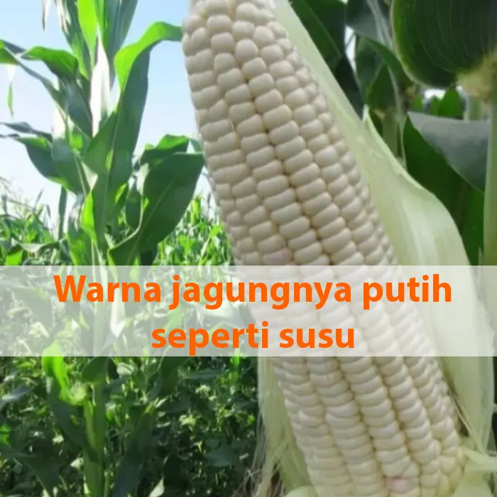 jagung pulut