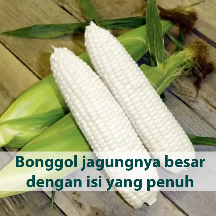 jagung pulut3