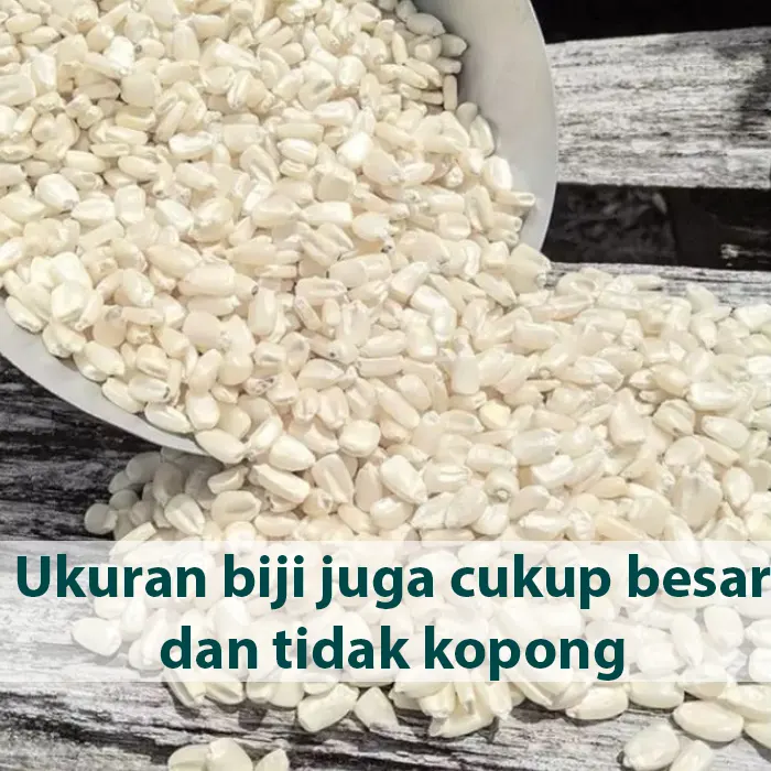 jagung pulut4